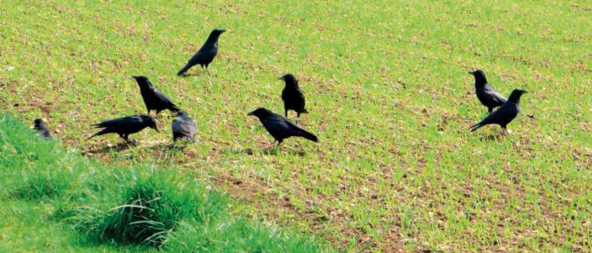 Le renard, la fouine, le corbeau freux, la corneille noire, la pie bavarde et l’étourneau sansonnet sont renouvellés comme Esod. Photo DR