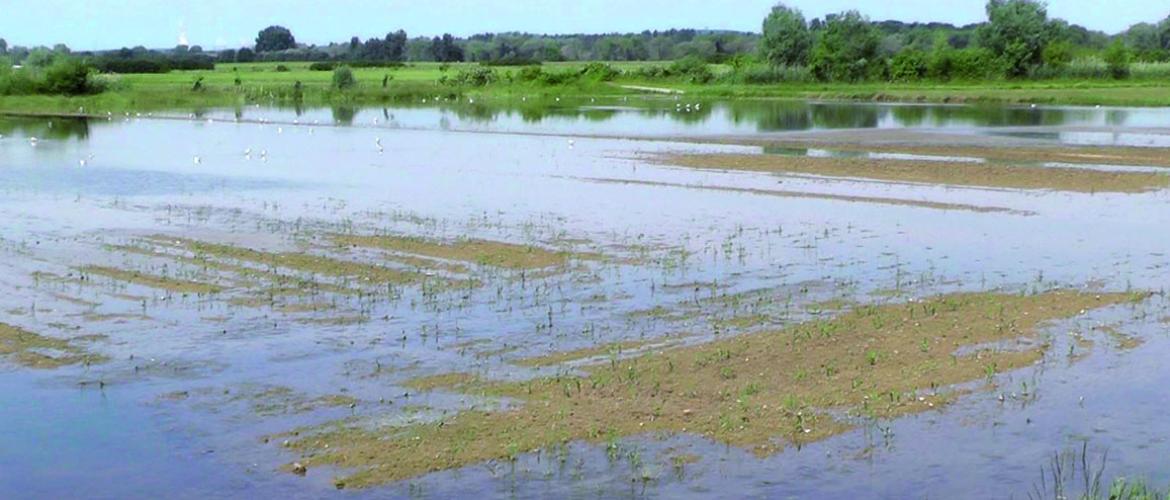 Il convient de remplir le formulaire «cas de force majeure» uniquement pour les parcelles n’ayant aucun couvert implanté ou pour les parcelles ayant un couvert prévu qui permettait d’atteindre l’écorégime. Photo DR