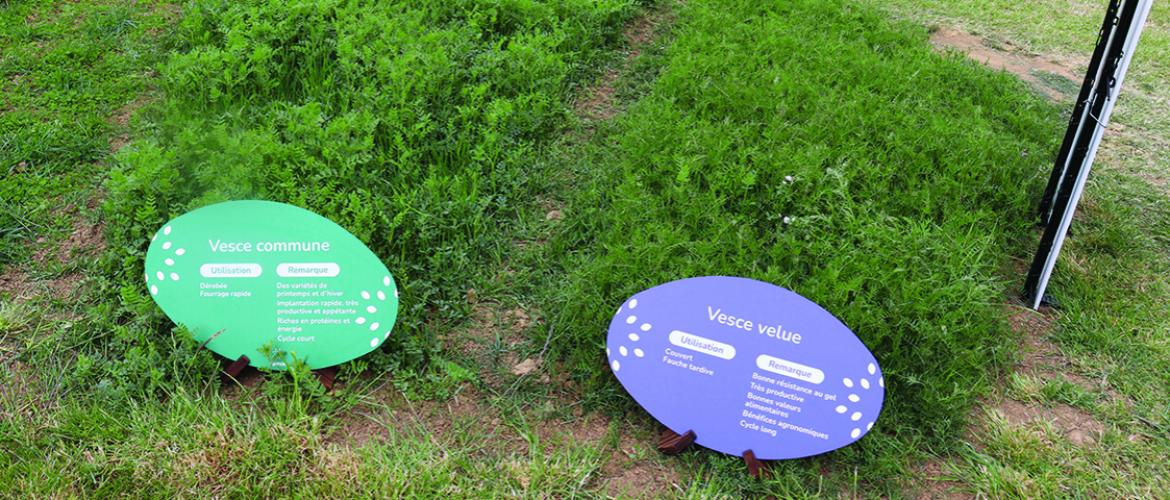 La vesce velue et la vesce commune, toutes deux utilisées lors des essais ont été exposées au Salon de l’herbe. Photo DR