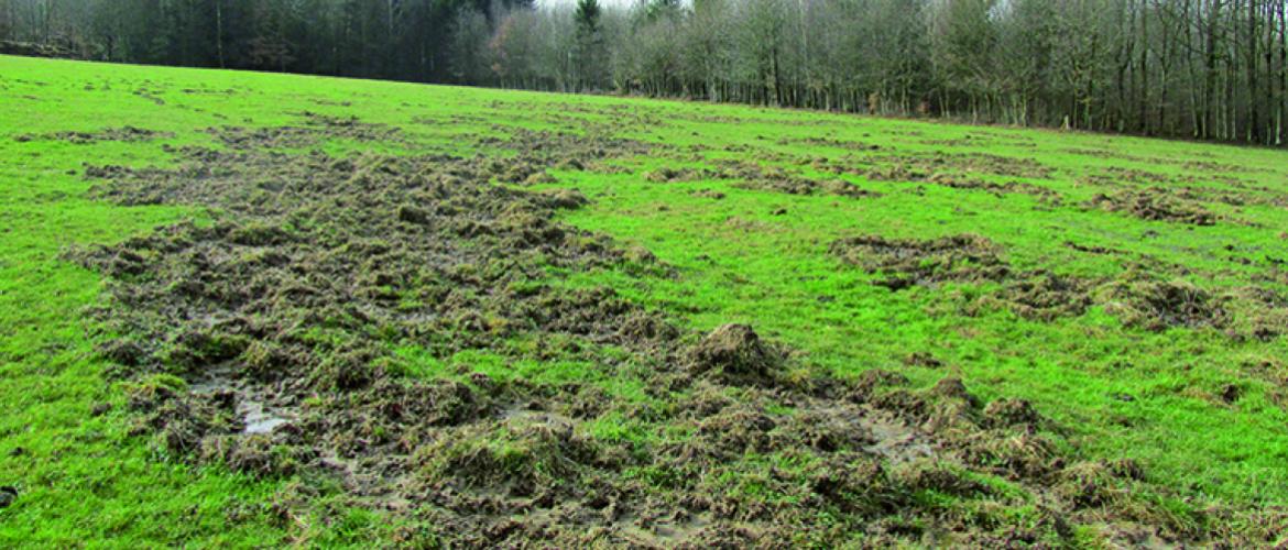 Tout dégât de sanglier doit être déclaré au Fdids par télédéclaration, puis estimé en présence de l’exploitant. Photo DR