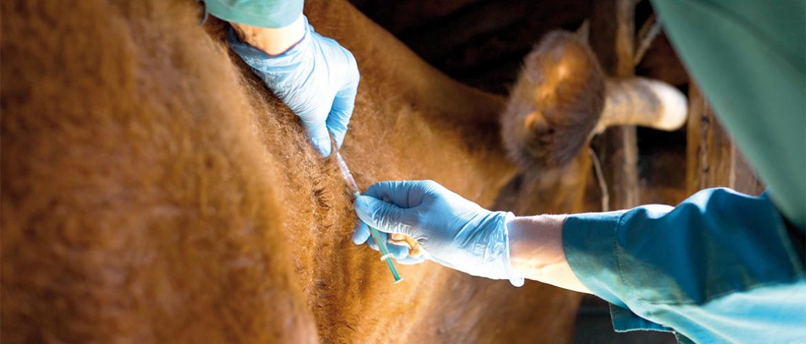 Comprendre la vaccination. Photo Actuagri