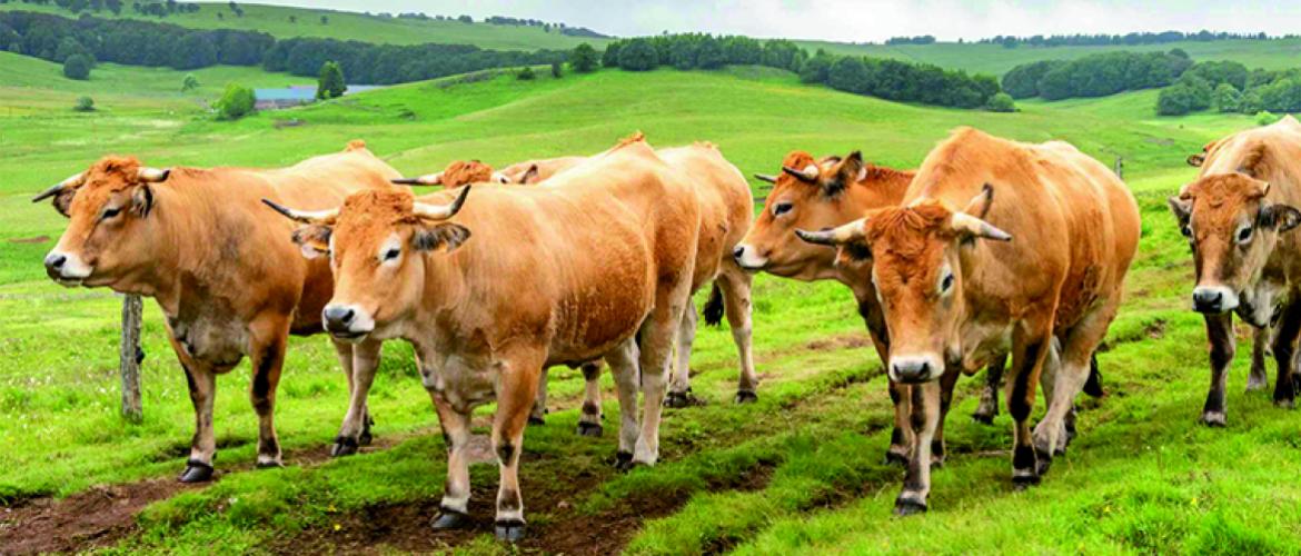 Entre 2024 et 2025, la production a continué de diminuer en viande bovine. Photo Actuagri