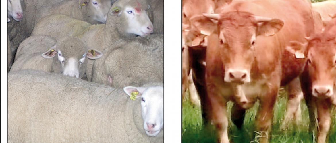 Lorsque plusieurs espèces sensibles coexistent dans la même exploitation avec des symptômes cliniques, les prélèvements sont à réaliser sur trois animaux de chaque espèce présentant des signes cliniques (donc six en tout). Photo DR