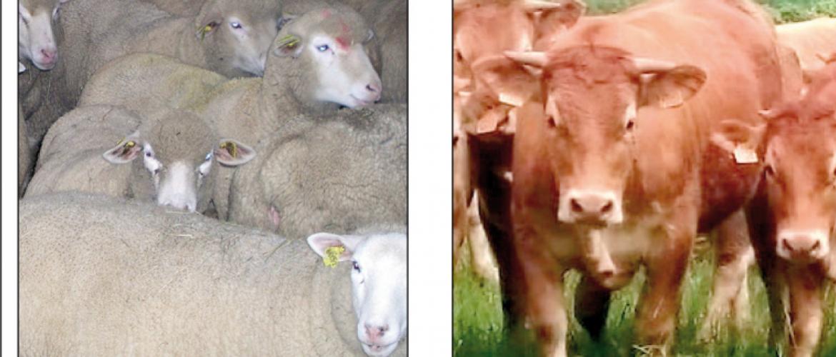 Les éleveurs concernés par la Fco sérotype 3 peuvent déposer des dossiers de demande d’indemnisation du 18 novembre  au 6 décembre. Photo DR
