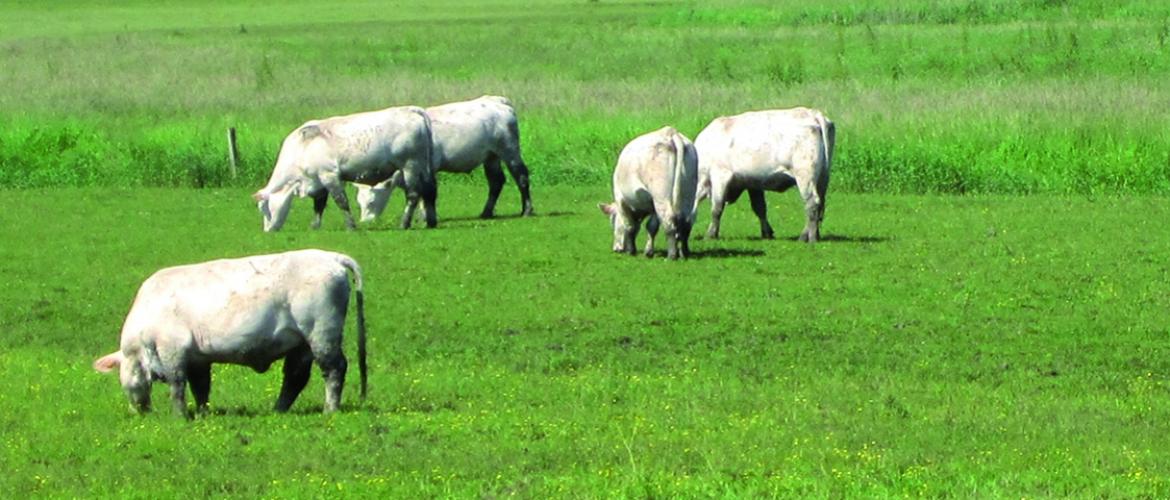 Une aide de la région Grand Est va permettre de soutenir la vaccination des troupeaux contre les maladies vectorielles, pour des doses déjà acquises ou pour des vaccins achetés jusqu’à cet été.  Photo GDS
