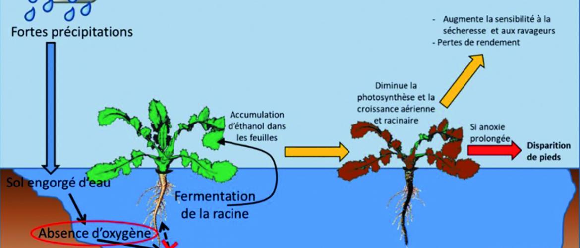 Effet de l’excès d’eau sur le fonctionnement du colza. Source Inovia