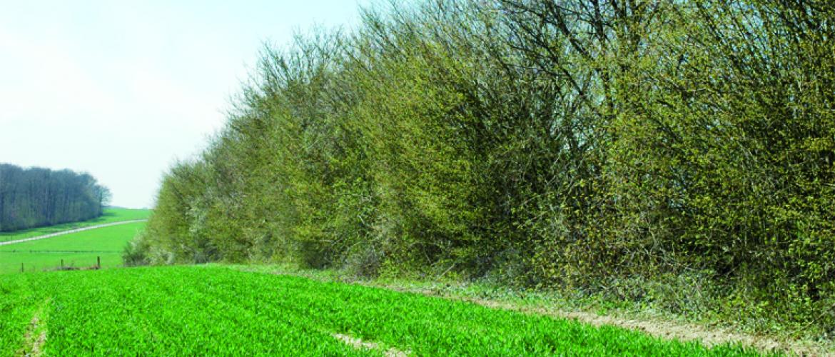 L’entretien reste possible au pied des haies pour éviter le désherbage chimique, sans tailler les branches.  Photo DR