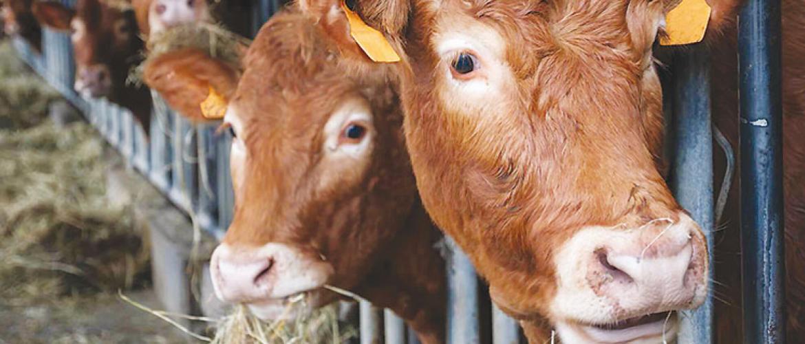Le marché de l’export est réservé aux broutards légers non vaccinés, expédiés depuis des zones indemnes de Dnc. Leurs cours amorcent timidement leur baisse saisonnière. Photo Actuagri