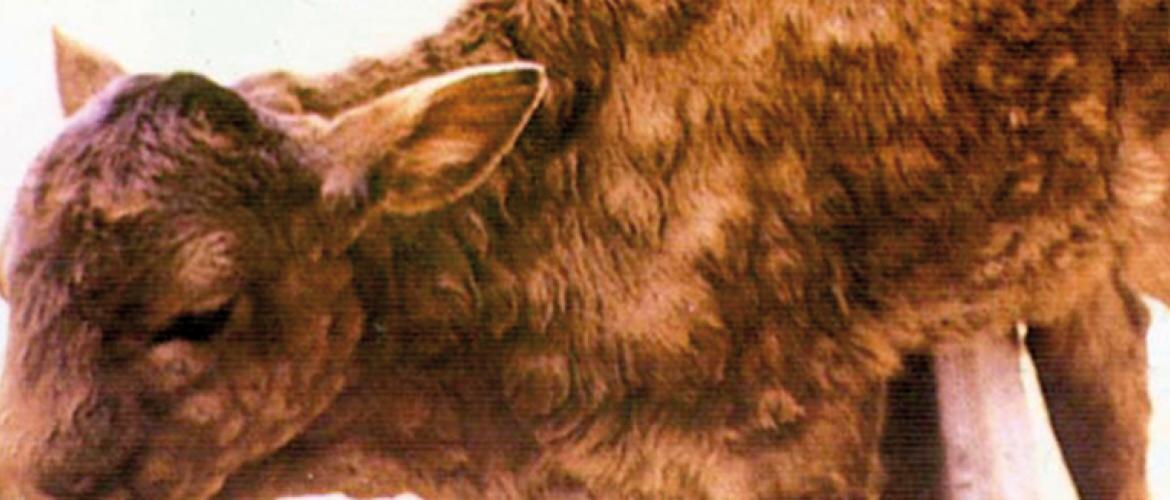 Les animaux infectés présentent des signes de fièvre ainsi que des nodules sur la peau. Photo DR Les animaux infectés présentent des signes de fièvre ainsi que des nodules sur la peau. Photo DR