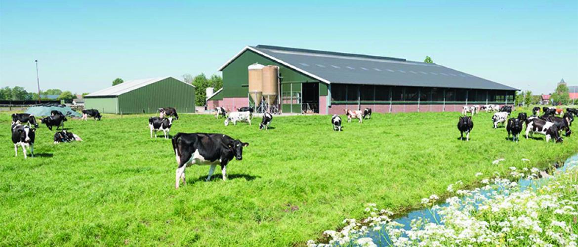 La stratégie sur l’élevage devrait porter sur l’innovation, les approches territoriales et la valorisation des produits animaux de qualité. Photo DR