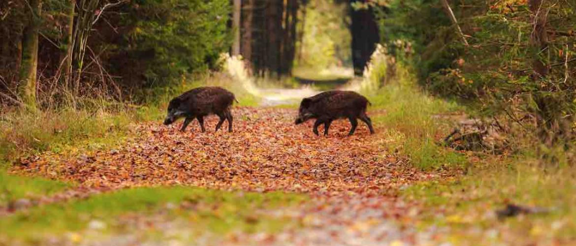 Le bilan des tableaux de chasse attribués à l’usage de la lunette thermique argumentera la pérennisation de ce nouveau moyen de lutte contre les excès de populations de nuisibles. Photo Actuagri