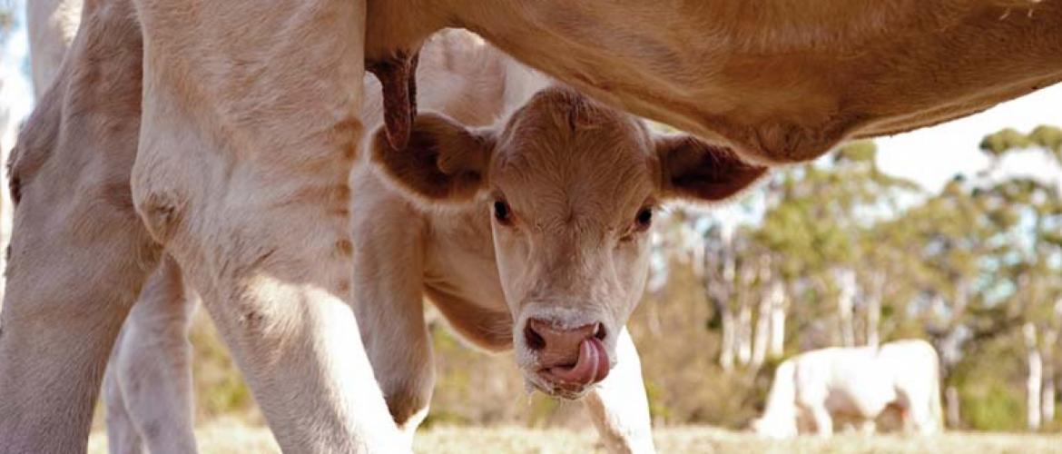 La baisse des exportations n’épargne aucune race bovine avec cependant un désintérêt prononcé pour la Charolaise. Photo Actuagri