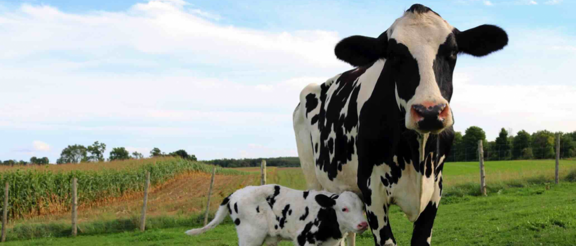 En Union européenne, une partie des consommateurs se détourne de la viande bovine trop chère à l’achat. Photo Actuagri