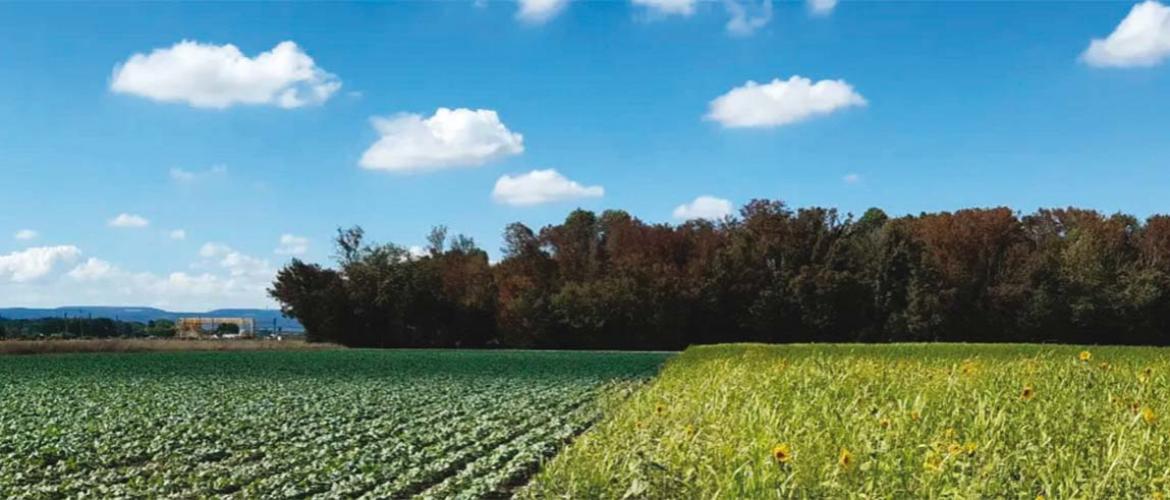 Sur ces sites d’expérimentation, la rotation des cultures repose sur l’alternance de six à sept productions. Photo Actuagri