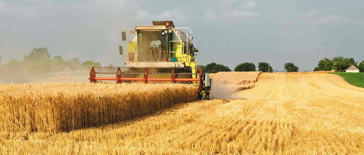 La production mondiale de céréales est prévue à 2.982 millions de tonnes, soit une baisse de 2,0 %. Photo Actuagri