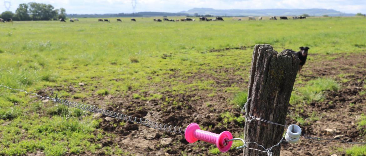 Pour les enclos de vaches laitières, la  clôture doit mesurer entre 0,85 m et  1,05 m de hauteur et comporter 1 à  2 fils. Pour les bovins allaitants, il  faut prévoir 2 à 3 fils. Photo : H.Flamant