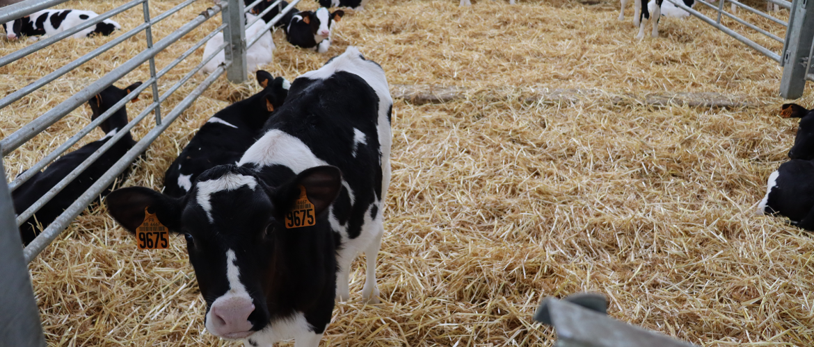 L’élevage et les conditions d’hébergement des veaux sont parmi les préoccupations principales de l’éleveur car ils sont particulièrement fragiles Photo : Marion Falibois