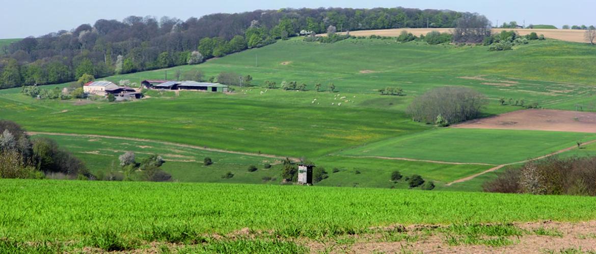 La Fdsea préconise de déclarer les jachères et bandes tampons en prairie temporaire afin de limiter les contraintes d’entretien et de récolte. Photo DR La Fdsea préconise de déclarer les jachères et bandes tampons en prairie temporaire afin de limiter les contraintes d’entretien et de récolte. Photo DR