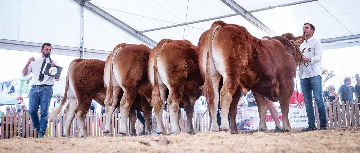 En plein jugement Limousin. Photo DR