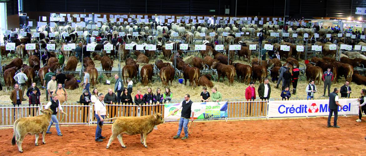 À proximité immédiate du ring allaitants, les Limousines étaient mises à l’honneur pour cette onzième édition du salon Agrimax. Photo Pierre Divoux