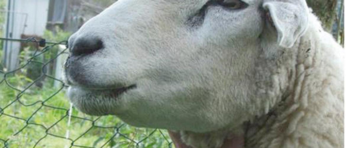 Fco ovin : œdème de l’auge, hypersalivation. Photo G. Bosquet