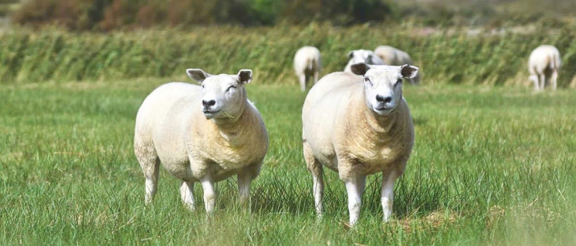 L’étude sur les revenus de l’Idele prend aussi en compte les pertes générées par la Fco et de la Maladie hémorragique épizootique. Photo Actuagri