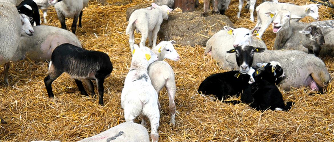 L’Earl de la Haye compte pas moins de 1.300 brebis réparties sur trois sites entre Mamey et Martincourt. Photo J. Joris