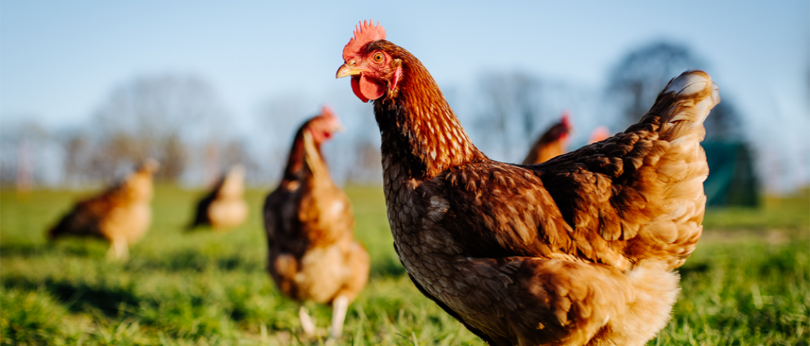 Une carcasse de poulet sur deux consommée sur le territoire  (52 %) provient désormais de l’étranger. Photo Actu