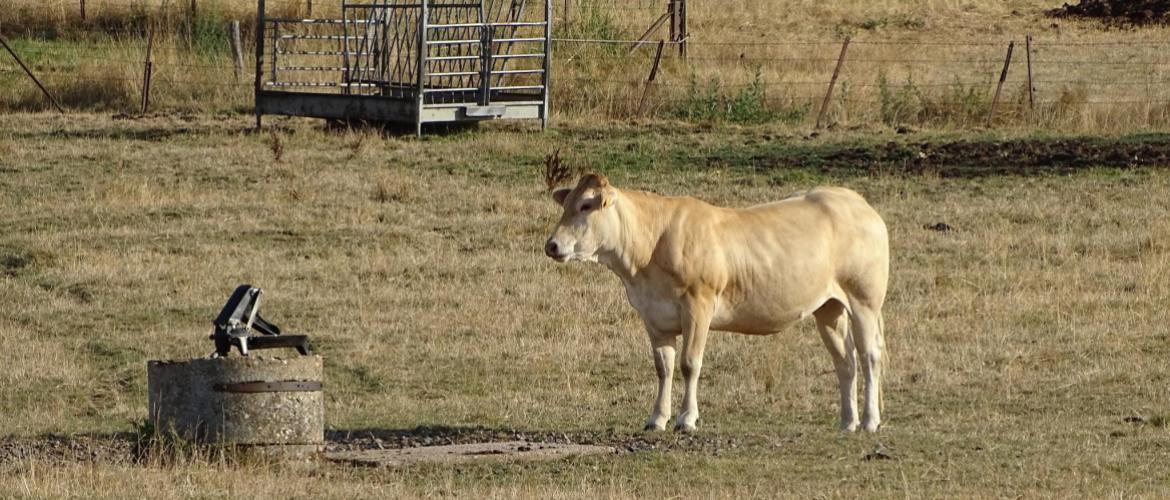 Les agriculteurs exploitant des prairies situées en zone éligible aux calamités, et déclarées à la Pac en 2022, ont reçu une note de la DDT. Photo DR