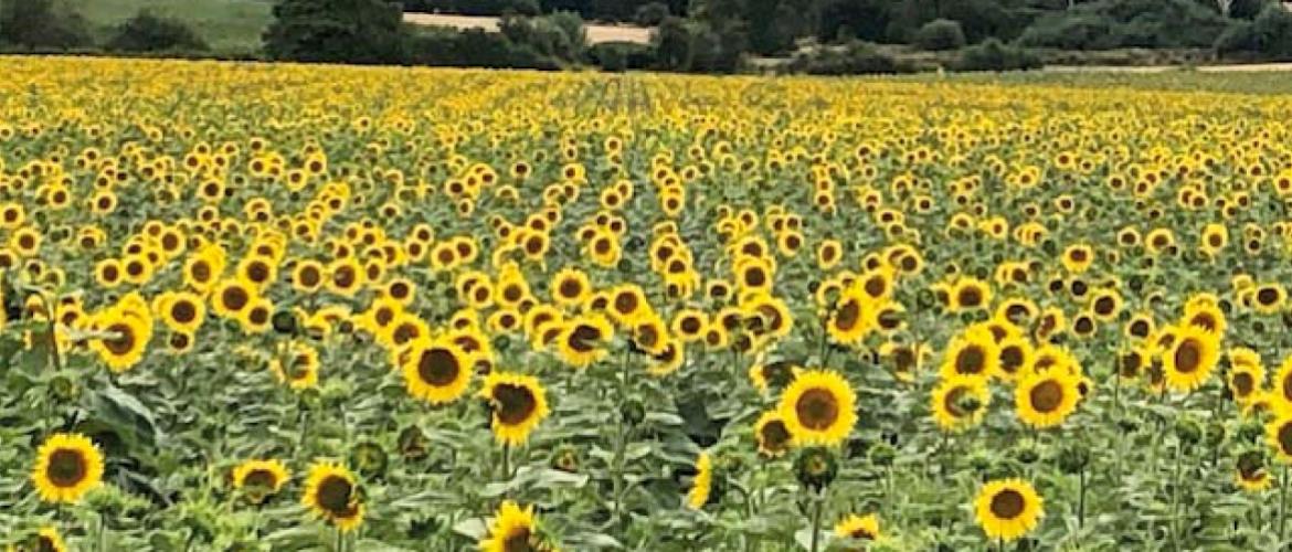 Hausse annuelle de la sole de tournesol de 10,7 %. Photo DR