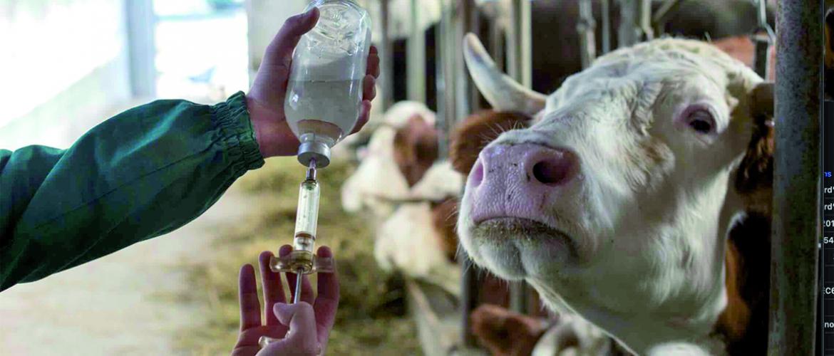 Les animaux vaccinés le seront de nouveau de préférence directement dans les bâtiments avant leur déplacement pour faciliter la tâche des vétérinaires. Photo Actuagri