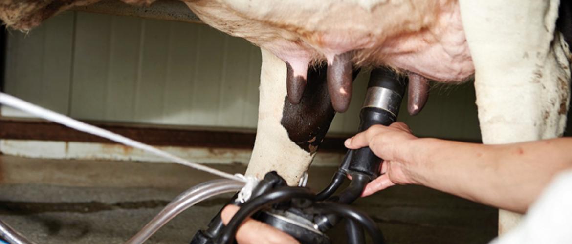 Malgré une collecte en hausse, les éleveurs laitiers et la FNPL restent inquiets face à la pression des importations et à la fragilité des prix pour les mois à venir. Photo DR