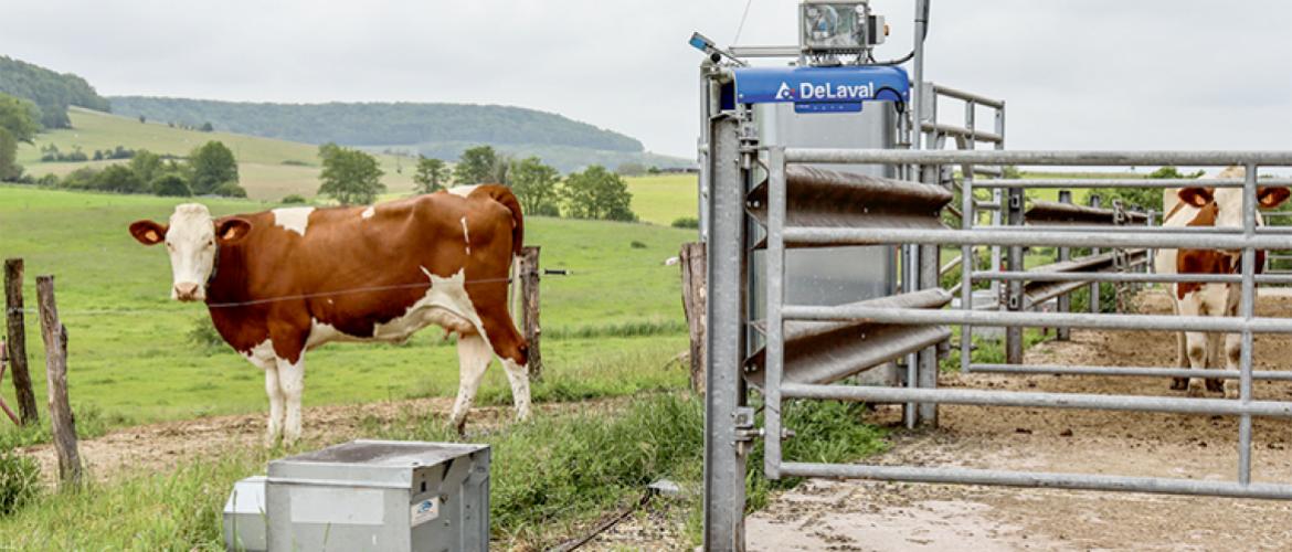 La porte intelligente DeLaval, ajoutée l’année passée, a permis aux éleveurs de fluidifier la circulation à l’intérieur du bâtiment tout en contrôlant l’accès à la pâture. Photo DR