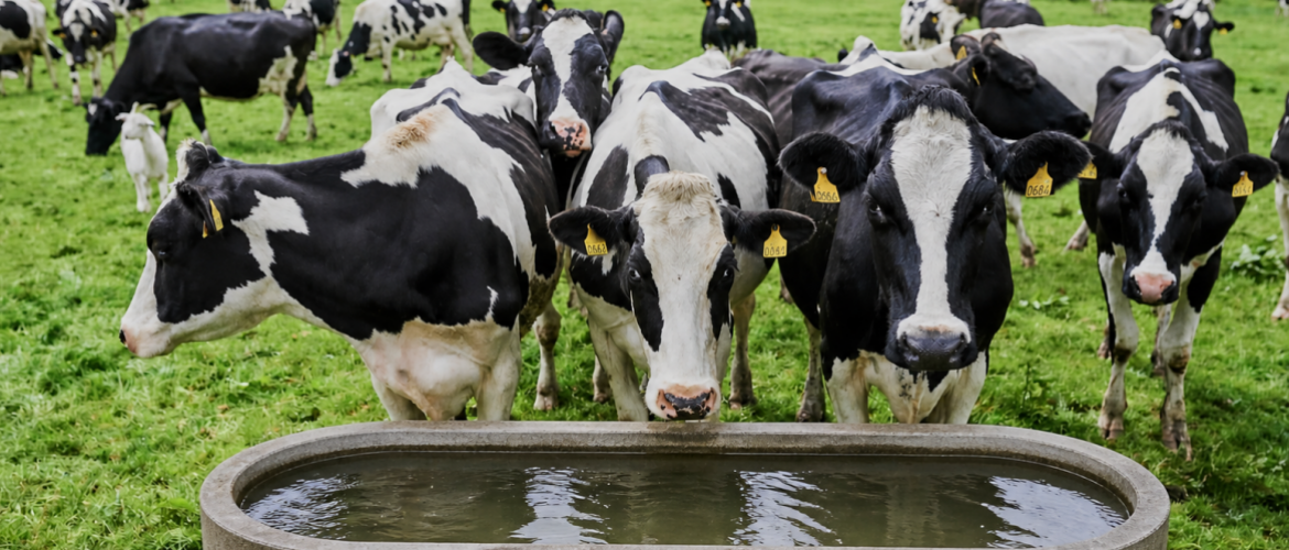 Un abreuvement de qualité et à volonté est essentiel pour éviter les problèmes sanitaires et préserver les performances des troupeaux. Photo DR