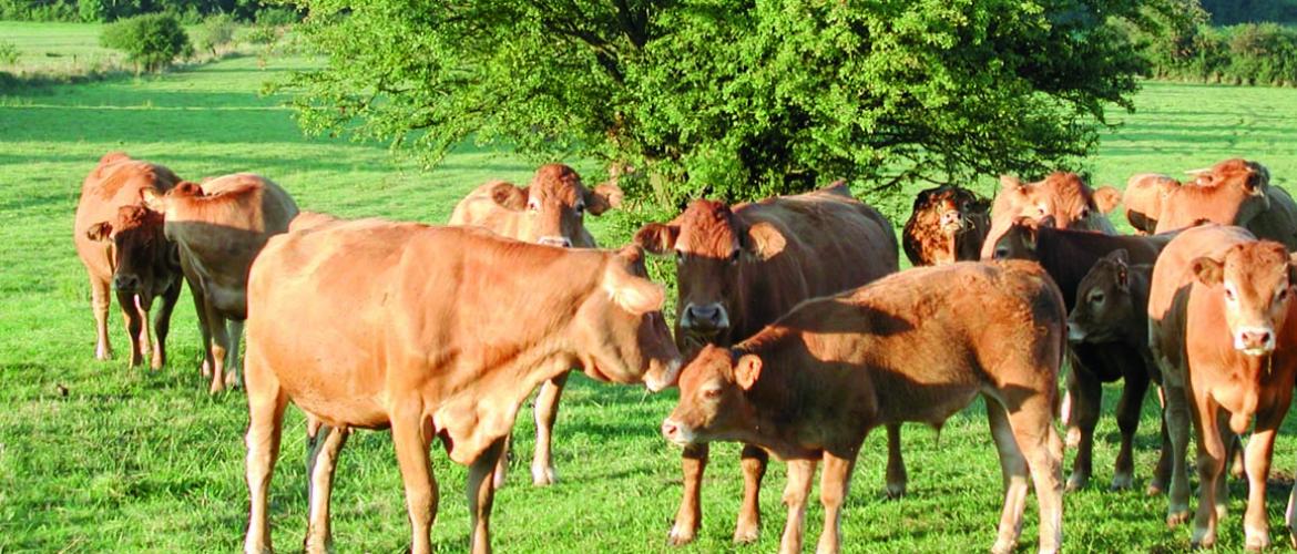 En Moselle, de nombreux éleveurs réclamaient une simplification de la démarche pour l’export des animaux, c’est chose faite avec le système Trace Nt. Photo DR