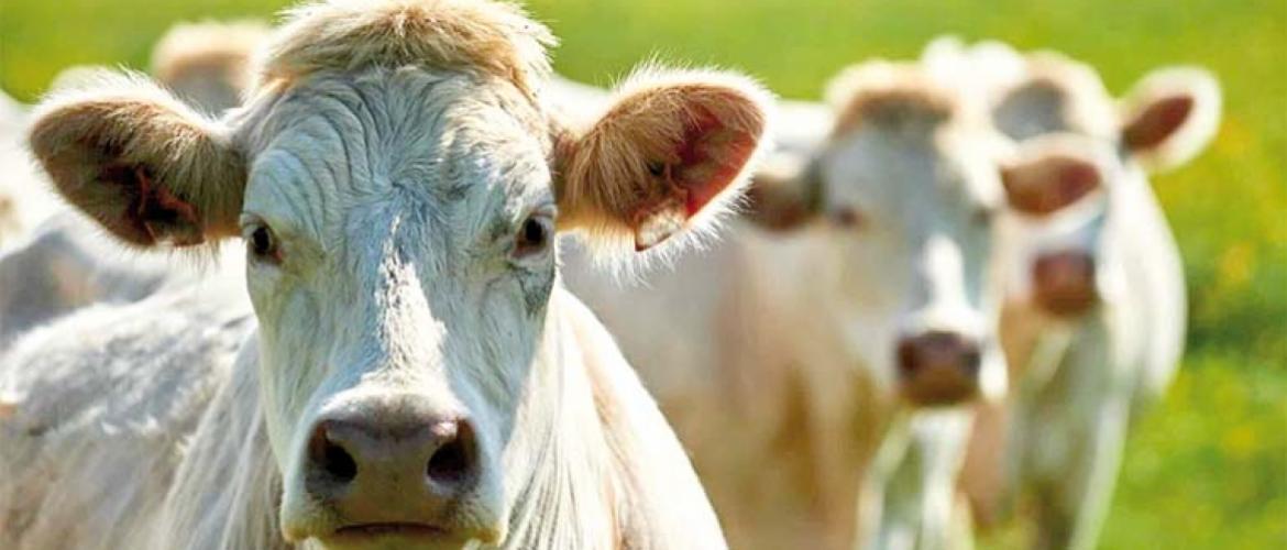 Aucune catégorie d’animaux n’est épargnée par cette correction de prix. Photo Actuagri