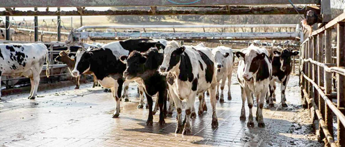 Les éleveurs laitiers veulent assouplir les règles pour conserver les capacités d’exportation de leurs produits. Photo Actuagri