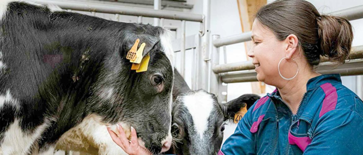 Cette campagne s’inscrit dans un contexte délicat pour la filière. La consommation de viande de veau a reculé de 7 % entre 2012 et 2022. Photo Actuagri